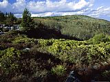 Raymond Gehman Mountain Laurel And a Berry Thicket in Bear Rocks Preserve