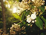 Raymond Gehman Mountain Laurel in Bloom in Early Morning Light painting