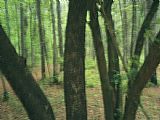 Cherry Prints - Mysterious Looking Woodland View with a Black Cherry Tree by Raymond Gehman