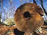 Raymond Gehman Nuts Are Stashed in a Hollow Tree Log