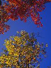 Raymond Gehman Oak Leaves in Fall Colors Against a Bright Blue Sky