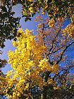 Raymond Gehman Oak Tree in Golden Fall Colors Along The Appalachian Trail