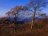 Raymond Gehman Oak Trees in Autumn Colors in a Mountain Scenic