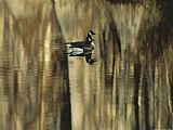 Geese Paintings - Pair of Canada Geese Swimming in Calm Water by Raymond Gehman