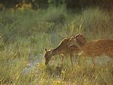 Pair Prints - Pair of Young Sitka Deer Among Tall Grasses by Raymond Gehman