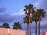 Raymond Gehman Palm Trees at Sunset Along Melrose Avenue