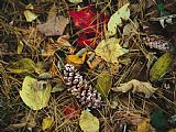 Raymond Gehman Pine Needles And Cones And Autumn Leaves Along The Appalachian Trail