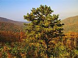 Raymond Gehman Pine Tree And Forested Ridges of The Blue Ridge Mountains