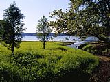 Raymond Gehman Pond Cypress Trees Growing Along The Shore of Kentucky Lake