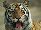 Tiger Prints - Portrait of a Tiger by Raymond Gehman