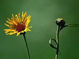 Raymond Gehman Prairie Wildflowers in Badlands National Park South Dakota