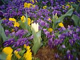 Raymond Gehman Purple And Yellow Pansies And a Yellow Tulip on Connecticut Avenue