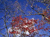 Newburyport Meadows Prints - Red Maple Leaves And Blue Sky Atop Meadow Creek Lookout by Raymond Gehman