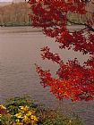 Raymond Gehman Red Maple Tree And Rhododendrons on The Shore of Price Lake