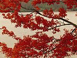 Raymond Gehman Red Maple Tree Branches with Backdrop of Price Lake