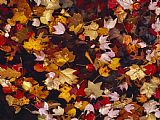 Raymond Gehman Red Maple Tree Leaves And Others Floating in Price Lake