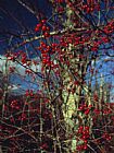 Raymond Gehman Red Serviceberries on Leafless Tree Branches