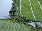 Raymond Gehman Rice Farmer in Fields Guilin Yangdi Valley