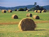 Raymond Gehman Rolls of Hay Dot a Field