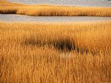 Between Geest And Marsh Prints - Salt Marsh with Cordgrass at Toms Cove on The Atlantic Ocean by Raymond Gehman