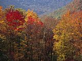 Raymond Gehman Scenic View of Tree Coverd Hills in Autumn Hues