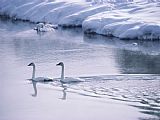 Raymond Gehman Serene Adult Trumpeter Swans Sail The Snow Banked Madison River
