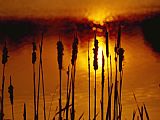 Raymond Gehman Silhouetted Cattails And Sunlight on The Water at Sunset