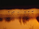 Geese Paintings - Silhouetted Geese Taking Off From Lake Nevin at Sunset by Raymond Gehman