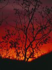 Raymond Gehman Silhouetted Tree And Blazing Sky at Sunset Over Blue Ridge Mountains