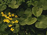 Raymond Gehman Small Yellow Flowers Growing Among Lush Foliage