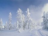 Raymond Gehman Snow Covered Trees West Thumb Geyser Basin Wyoming
