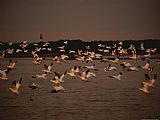 Geese Paintings - Snow Geese at Sunset on Swans Cove Pool with Assateague Lighthouse by Raymond Gehman