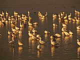 Geese Paintings - Snow Geese Feeding on Swans Cove Pool at Sunset by Raymond Gehman