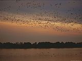 Geese Paintings - Snow Geese in Flight Over Swans Cove Pool at Dusk by Raymond Gehman