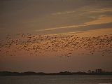 Geese Paintings - Snow Geese in Flight Over Swans Cove Pool at Sunset by Raymond Gehman