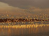 Geese Paintings - Snow Geese on Swans Cove Pool at Sunset by Raymond Gehman