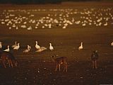 Geese Paintings - Snow Geese Settle in for The Evening Among Grazing White Tailed Deer by Raymond Gehman