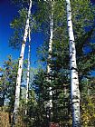 Aspen Prints - Soaring Aspen Trees in Whiteshell Provincial Park by Raymond Gehman