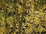 Aspen Prints - Sunlight on Aspen Leaves Targhee National Forest Palisades Idaho by Raymond Gehman