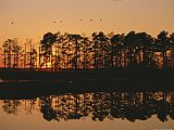 Between Geest And Marsh Prints - Sunset Behind Loblolly Pines on a Tidal Marsh by Raymond Gehman