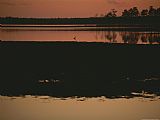 Between Geest And Marsh Prints - Sunset Behind Loblolly Pines on a Tidal Marsh with a Great Blue Heron by Raymond Gehman