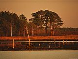 Between Geest And Marsh Prints - Sunset on Loblolly Pines Near a Brackish Tidal Marsh by Raymond Gehman