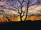 Raymond Gehman Sunset Through Silhouetted Trees