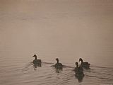 Geese Paintings - Swimming Canada Geese Yellowstone River by Raymond Gehman
