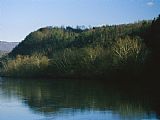 Raymond Gehman Sycamore Trees Grow Along The James River