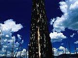 Raymond Gehman The Scarred Trunk of a Douglas Fir Tree