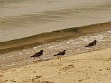 Walking The Plank Prints - Three Sandpipers Walking at Surf's Edge by Raymond Gehman