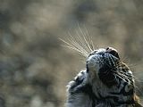 Tiger Prints - Tiger Nose And Whiskers Qinhuangdao Zoo Hebei Province China by Raymond Gehman