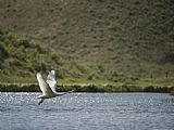 Raymond Gehman Trumpeter Swan Red Rocks National Wildlife Refuge Montana painting