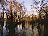 Raymond Gehman Tupelo Cypress And Gum Trees Reflected on Water at Sunrise